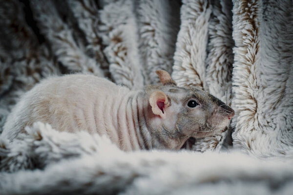 Friendly double-rex patchwork hairless pet rat exploring fur blanket