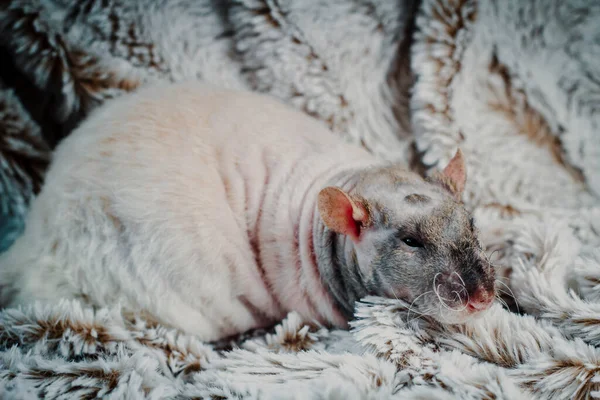 Amistosa Rata Mascota Sin Pelo Patchwork Doble Rex Explorar Manta —  Fotos de Stock