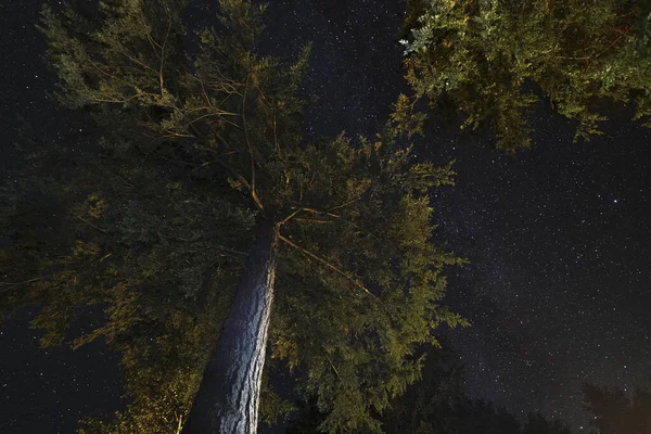 Evergreen Galhos Árvore Com Forma Leitosa Noite Starscape — Fotografia de Stock