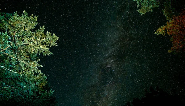 Rami Albero Sempreverdi Con Paesaggio Stellato Notturno Della Lattea — Foto Stock