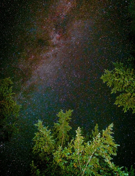 Vintergröna Trädgrenar Med Vintergatan Natt Starscape — Stockfoto