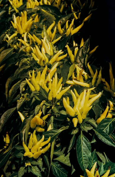 Mascarada Orgánica Planta Ornamental Chile Picante Amarillo —  Fotos de Stock