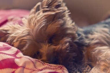 Yorkie uyku Terrier