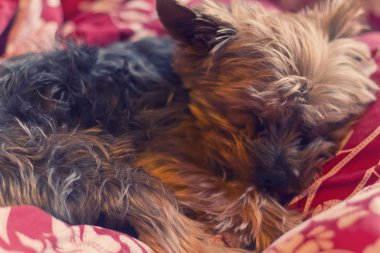 Yorkie uyku Terrier