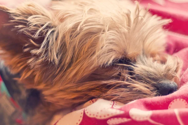 Yorkie Terrier sova — Stockfoto