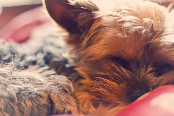 Yorkie Terrier tidur — Stok Foto