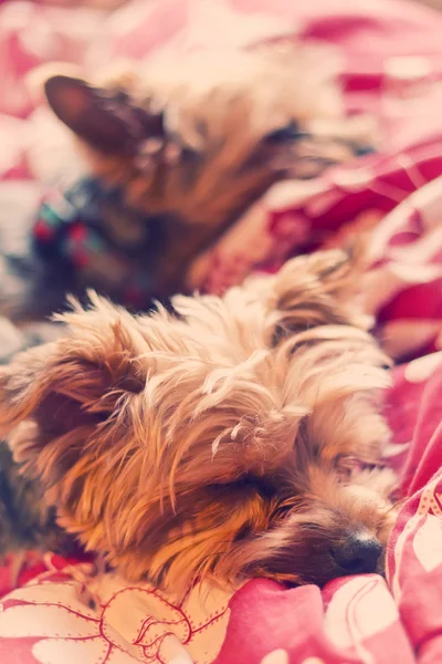 Yorkie Terrier spanie — Zdjęcie stockowe