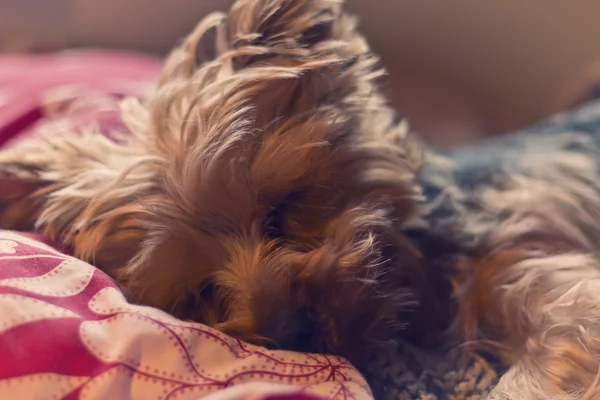 Yorkie Terrier dormindo — Fotografia de Stock