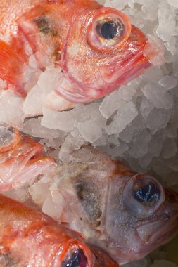 Kırmızı Balığı Buz