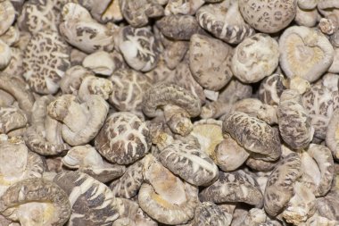 shiitake mantar kurutulmuş