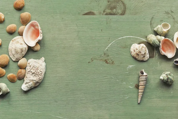 Seashells fundo — Fotografia de Stock