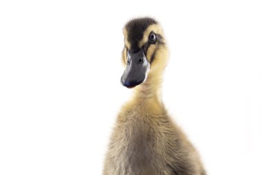 Amerikan Pekin ördek yavrusu
