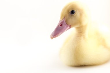 Amerikan Pekin ördek yavrusu