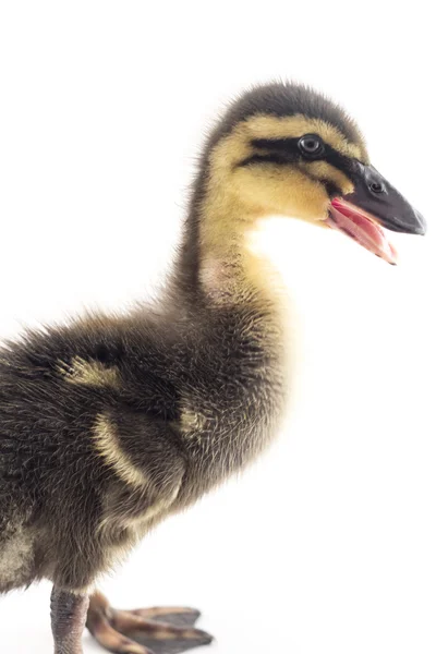 American Pekin Duckling — Stock Photo, Image