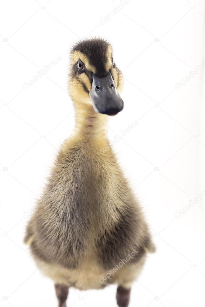 American Pekin Duckling