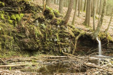 yosunlu ıslak uçurum