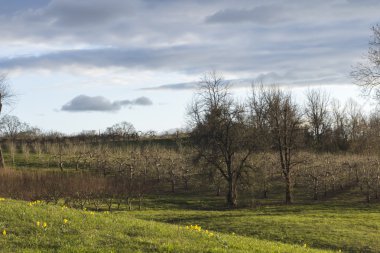 Elma meyve bahçesi bahar