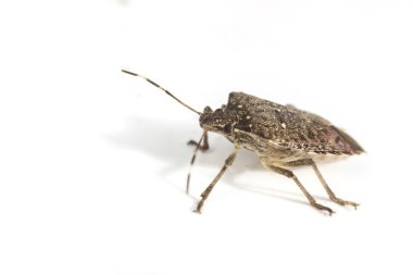 Brown Marmorated Stink Bug clipart