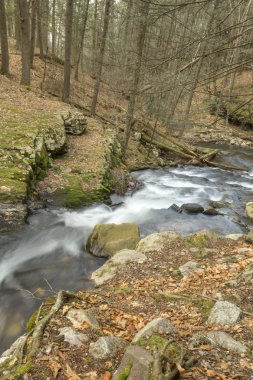 Misty Woodland şelale 