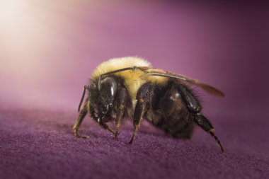 Ortak Doğu Bumblebee