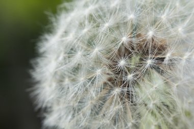 Karahindiba çiçek tohum