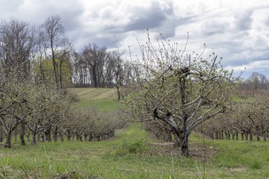 Elma meyve bahçesi bahar