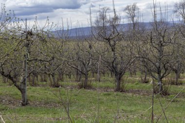 Elma meyve bahçesi bahar