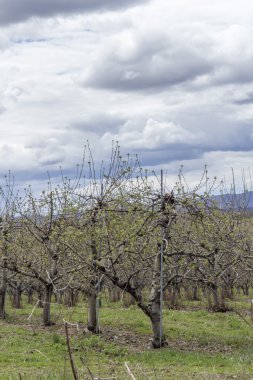 Elma meyve bahçesi bahar