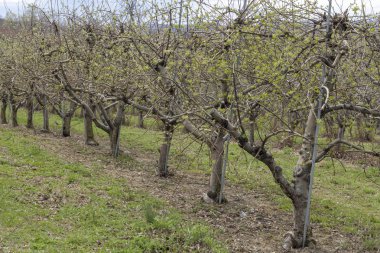 Elma meyve bahçesi bahar