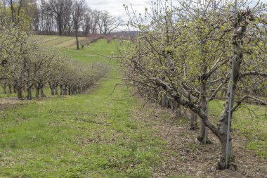 Elma meyve bahçesi bahar