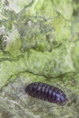 Armadillidiidae hap hata