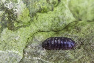Armadillidiidae hap hata