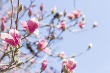Manolya Lale ağacı