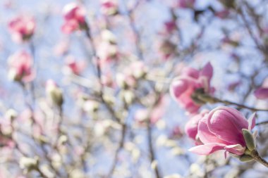 Manolya Lale ağacı