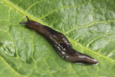 Ortak Bahçe Slug