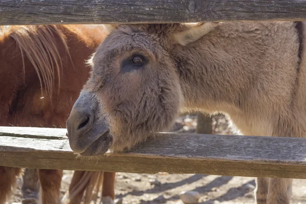 Cute Donkey — Stock Photo, Image