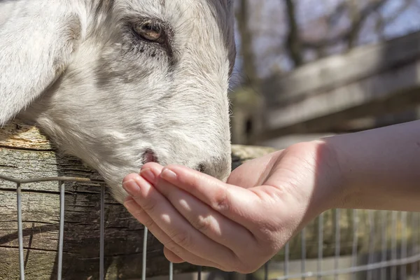 Кормление козы — стоковое фото