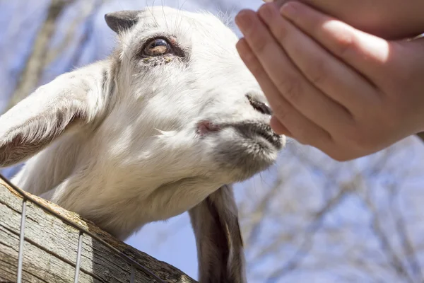 Alimentación de cabras — Foto de Stock