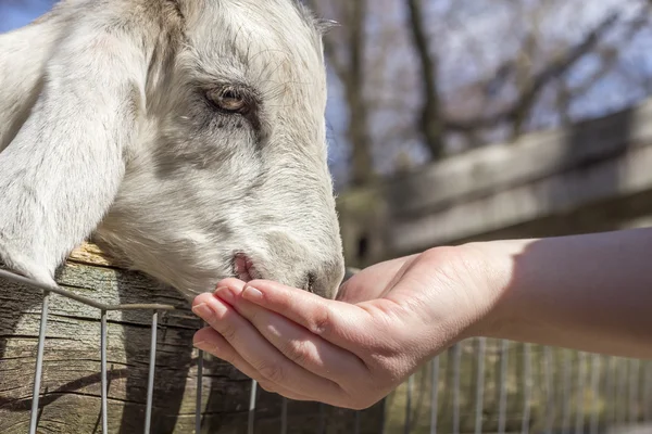 Alimentación de cabras — Foto de Stock