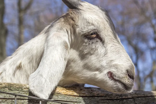 Leende geten — Stockfoto