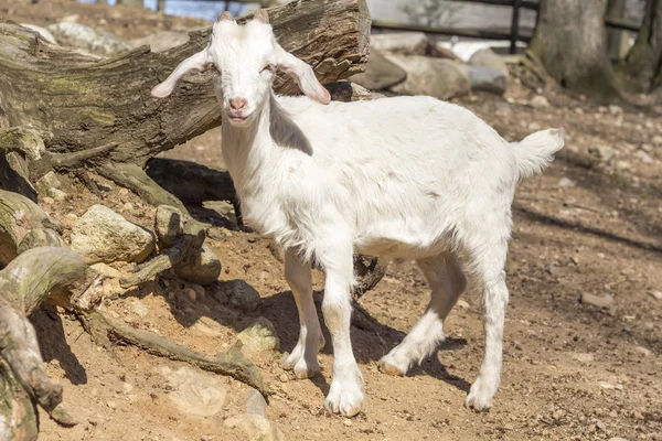 Geit boerderij — Stockfoto