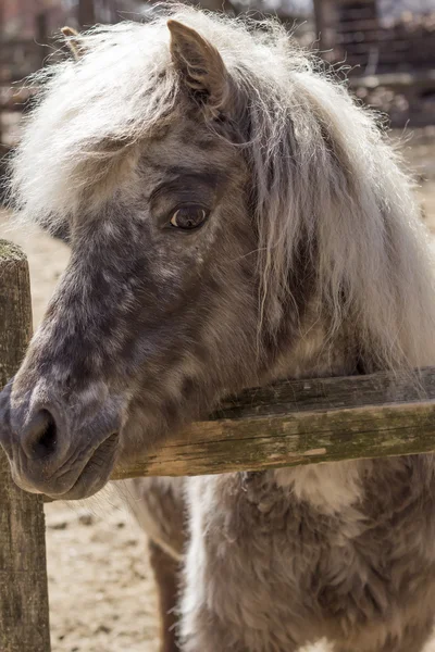 Grey Pony — Stock Photo, Image