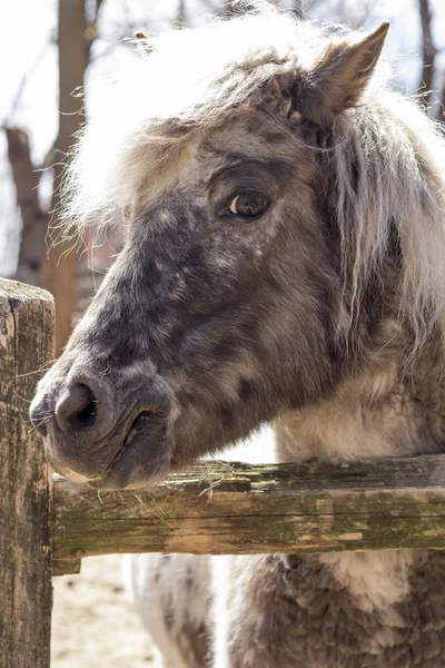 Grå ponny — Stockfoto