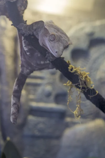 Crested gecko — Zdjęcie stockowe