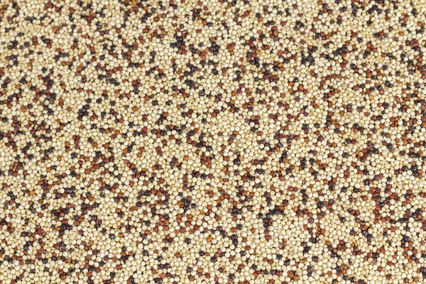 Mixed Quinoa — Stock Photo, Image