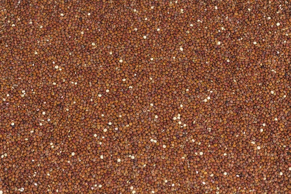 Red Quinoa — Stock Photo, Image