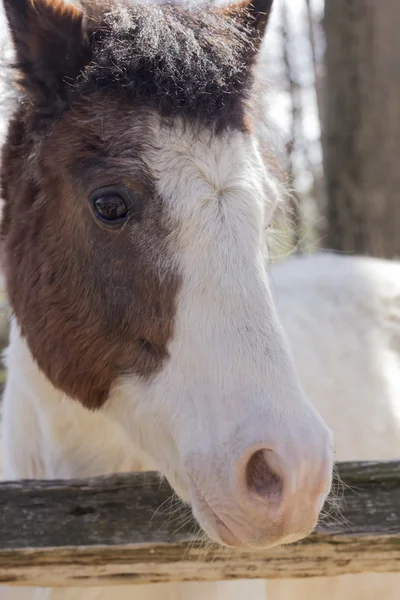 White Horse — Stock Photo, Image