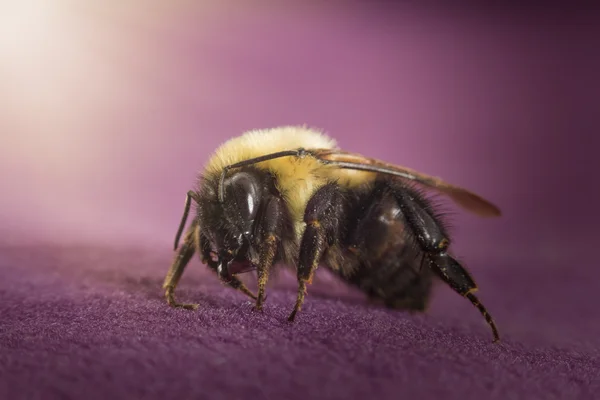 Common Eastern Bumblebee — Stock Photo, Image