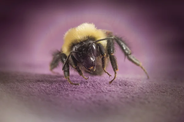 Ortak Doğu Bumblebee — Stok fotoğraf