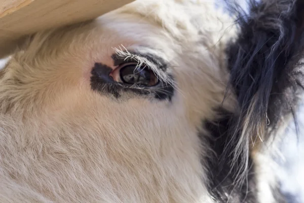 Galloway Cow — Stock Photo, Image